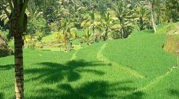 Gambar 1 FOR SALE LAND UBUD RICE FIELD VIEW 3.96 HECTARES