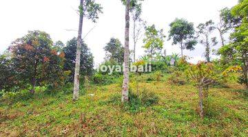 Gambar 5 Tanah 3.700m² Land In Of Kintamani, Bali