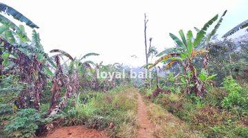 Gambar 3 Tanah, Beautiful Land With Countour Shape For Sale In Buleleng, Singaraja, Bali