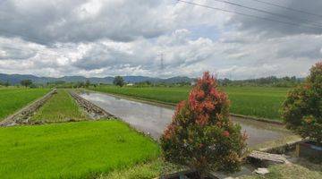 Gambar 2 Tanah Sawah Produktif di Pedesaan Wedi Klaten