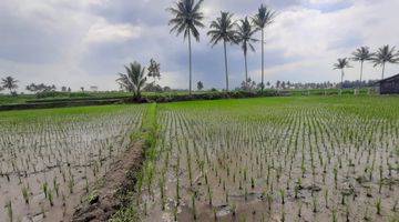 Gambar 2 Tanah Sawah SHM Murah Malang di Sidorejo Jabung Dijual Cepat B.u