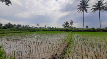 Gambar 3 Tanah Sawah SHM Murah Malang di Sidorejo Jabung Dijual Cepat B.u