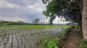 Gambar 4 Tanah Sawah SHM Murah Malang di Sidorejo Jabung Dijual Cepat B.u