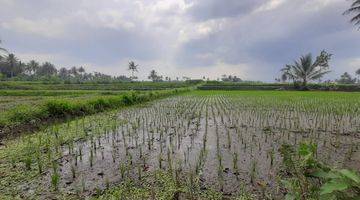 Gambar 5 Tanah Sawah SHM Murah Malang di Sidorejo Jabung Dijual Cepat B.u