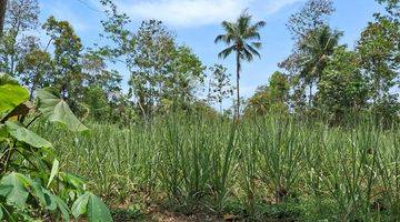 Gambar 2 Kebun Tebu Siap Panen Di Kabupaten Malang 