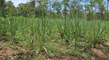 Gambar 3 Kebun Tebu Siap Panen Di Kabupaten Malang 