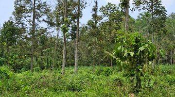 Gambar 4 Kebun Durian Murah Dan Dekat Kota Malang