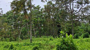 Gambar 1 Tanah Kebun Durian Dekat Wisata Jenon Malang