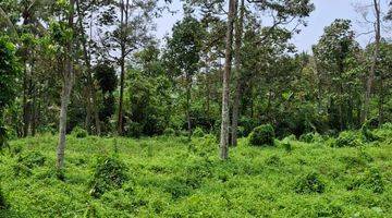 Gambar 5 Kebun Durian Murah Dan Dekat Kota Malang