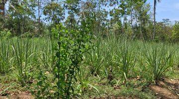 Gambar 4 Kebun Tebu Siap Panen Di Kabupaten Malang 