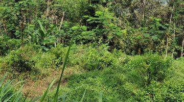 Gambar 1 Jual Kebun Sengon Murah Dekat Kota Malang 