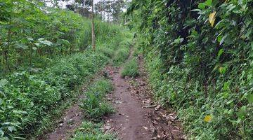 Gambar 1 Kebun Tebu Siap Panen Di Kabupaten Malang 