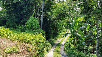 Gambar 1 Land Freehold 5000 Sqm in great location Payangan Ubud