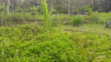 Gambar 2 Land Freehold 5000 Sqm in great location Payangan Ubud