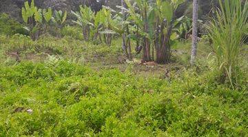 Gambar 4 Land Freehold 5000 Sqm in great location Payangan Ubud