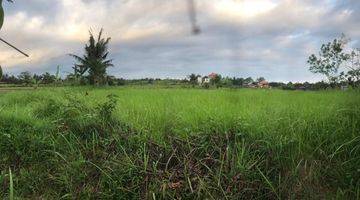 Gambar 4 RARE! 2,450 Sqm Freehold Land  With Views Of Rice Field on Sayan Main Road, Ubud