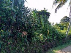 Gambar 2 Di Sewakan Tanah Kebun di Bogor