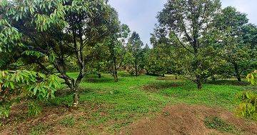 Gambar 1 Kebun Durian di Bogor