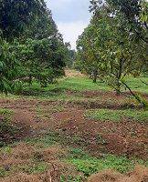 Gambar 5 Kebun Durian di Bogor