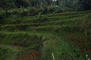 Gambar 3 Dijual Tanah Kebun View Cantik