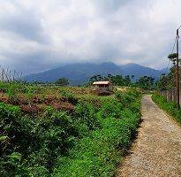 Gambar 4 Tanah Kebun Murah di Bogor