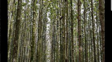 Gambar 1 KEBUN JATI Di Area Desa Wisata Mulo, Wonosari, Yogyakarta