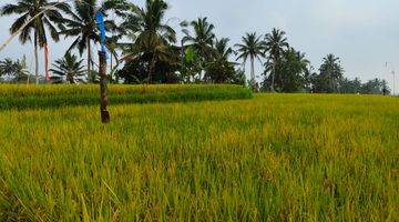 Gambar 1 Tanah Pupuan Gianyar View Sawah Peruntukan Perumahan