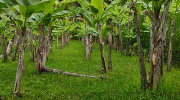 Gambar 1 Tanah di Payangan Gianyar Bali SHM View Lembah Jungle