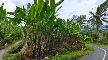 Gambar 2 Tanah di Payangan, Gianyar SHM View Sawah Lembah Dan Gunung 