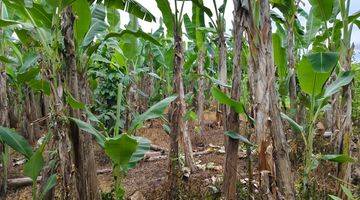 Gambar 4 Tanah di Payangan, Gianyar SHM View Sawah Lembah Dan Gunung 