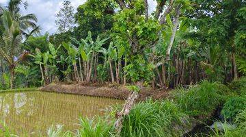 Gambar 5 Tanah di Payangan, Gianyar SHM View Sawah Lembah Dan Gunung 