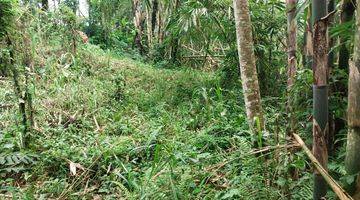 Gambar 5 Tanah Tegallalang Area Pedesaan Khas Bali View Hutan