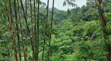 Gambar 1 Tanah Tegallalang Area Pedesaan Khas Bali View Hutan