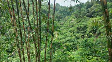 Gambar 2 Tanah Tegallalang Area Pedesaan Khas Bali View Hutan