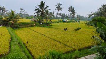 Gambar 2 Tanah Pupuan Gianyar View Sawah Peruntukan Perumahan