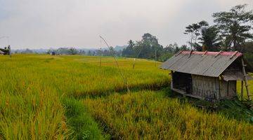 Gambar 3 Tanah Pupuan Gianyar View Sawah Peruntukan Perumahan