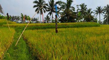 Gambar 5 Tanah Pupuan Gianyar View Sawah Peruntukan Perumahan