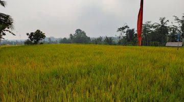 Gambar 4 Tanah Pupuan Gianyar View Sawah Peruntukan Perumahan