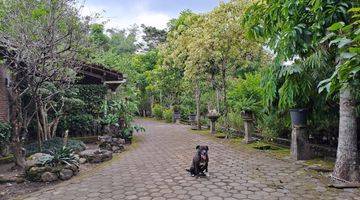 Gambar 1 Tanah Kebun Sudah Ada Rumah di Lingkungan Asri Dan Bersejarah