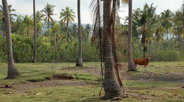 Gambar 2 Tanah Depan Pantai Sumberkima Buleleng Bali wytsgr236 