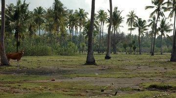 Gambar 3 Tanah Depan Pantai Sumberkima Buleleng Bali wytsgr236 