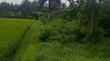 Gambar 4 19.5 Are Ricefield View Land In Tirta Tawar Ubud