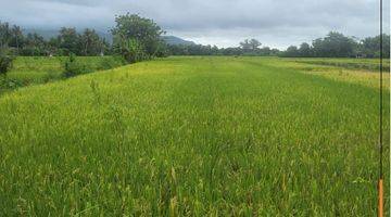 Gambar 1 Dijual Tanah Tanah Sawah Murah di Selatan Jogja