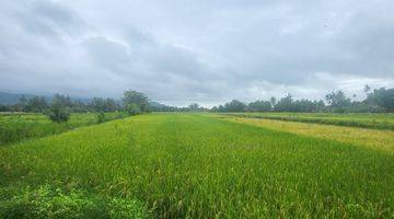 Gambar 3 Dijual Tanah Tanah Sawah Murah di Selatan Jogja