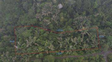 Gambar 1 Land in the Jungle Good For Glamping