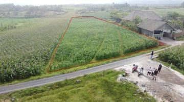 Gambar 3 Ricefield Land With Ocean View 