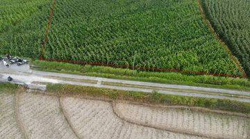 Gambar 3 Ricefield Land Walking Distance To The Beach