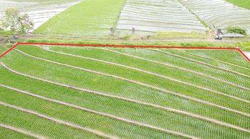 Gambar 5 Ricefield Land With Ocean View