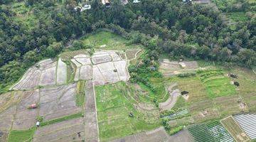 Gambar 4 Tanah Shm Murah Siap Bangun Di Ubud Dg View Sawah Terasering