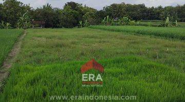 Gambar 3 Tanah Sawah SHM Dekat Stasiun Sentolo Kulon Progo